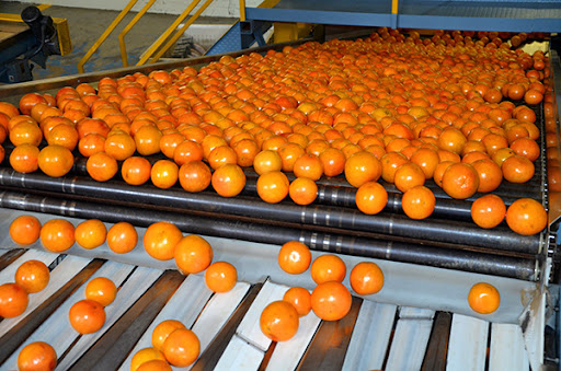 Citrus